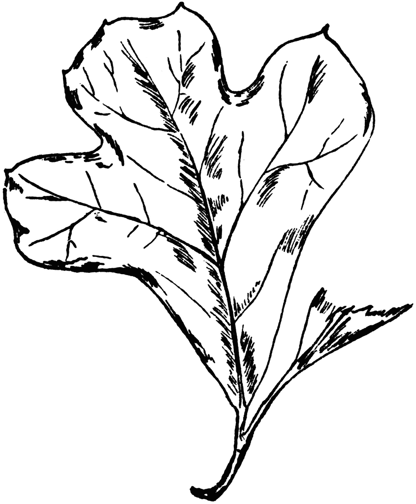 845x1024 Black Jack Oak Leaf Clipart Etc
