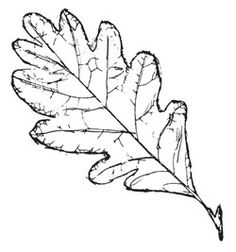 236x252 Doodled Leaves Clip Art Png Leaf Digital Stamp Printable