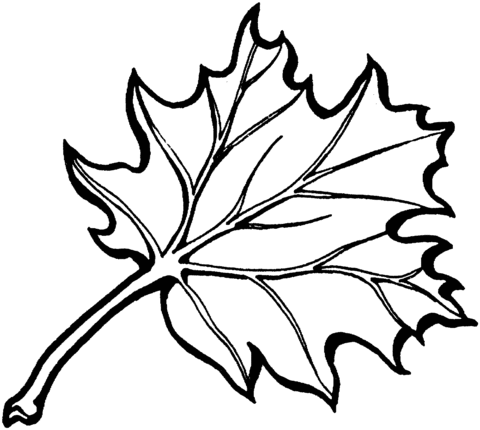 480x430 Eastern Black Oak Leaf Coloring Page Free Printable Coloring Pages