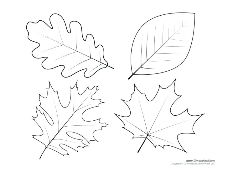 728x563 Leaf Stencils Printable In Various Shapes And Sizes That Include