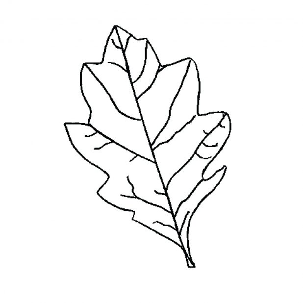 618x618 Leaf Template With Writing Lines Oak Leaf Template 98 Fascinating