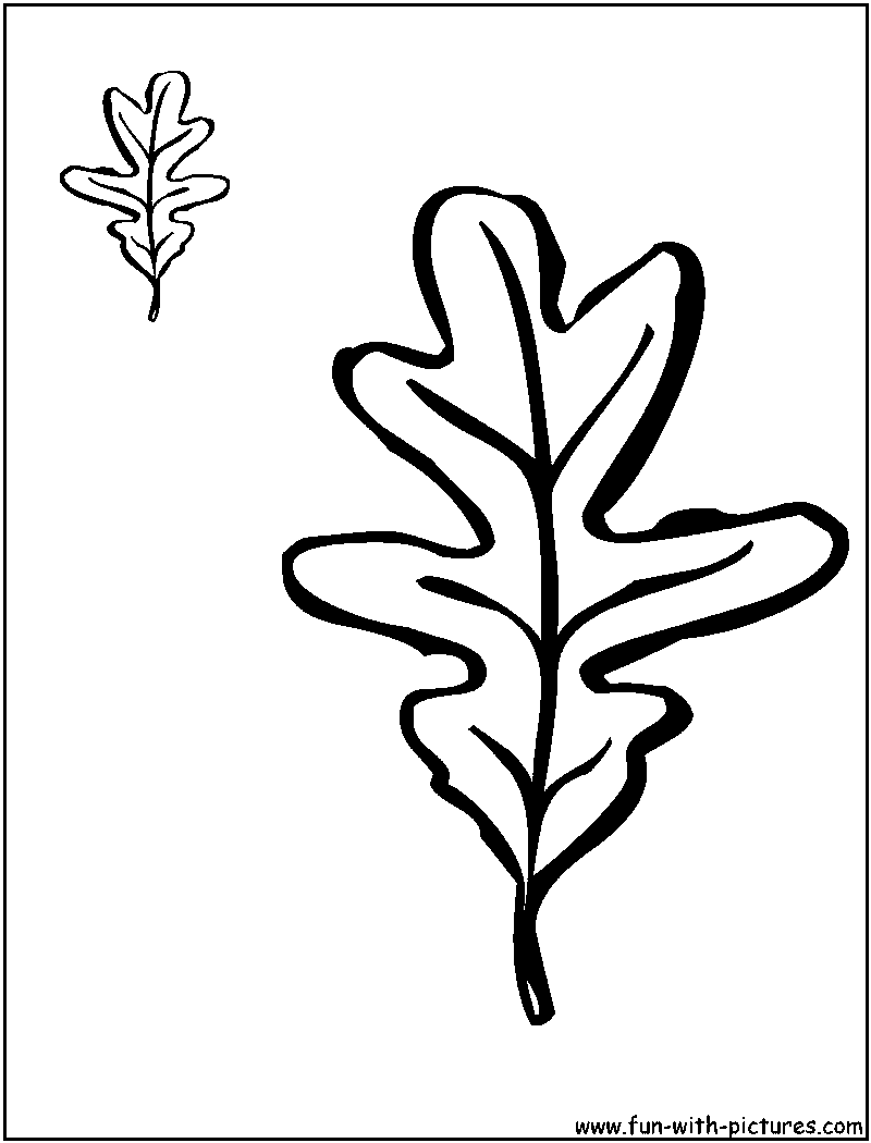 800x1050 Best Photos Of Oak Leaf Coloring Page