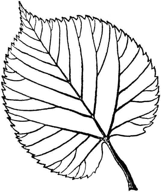 535x640 Linden Tree Leaf Drawing Parks (Work Inspiration)