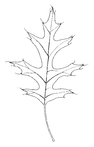 383x600 Northern Pin Oak