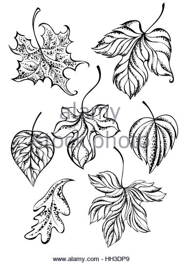 378x540 Oak Branch Leaves Hand Drawing Stock Photos Amp Oak Branch Leaves