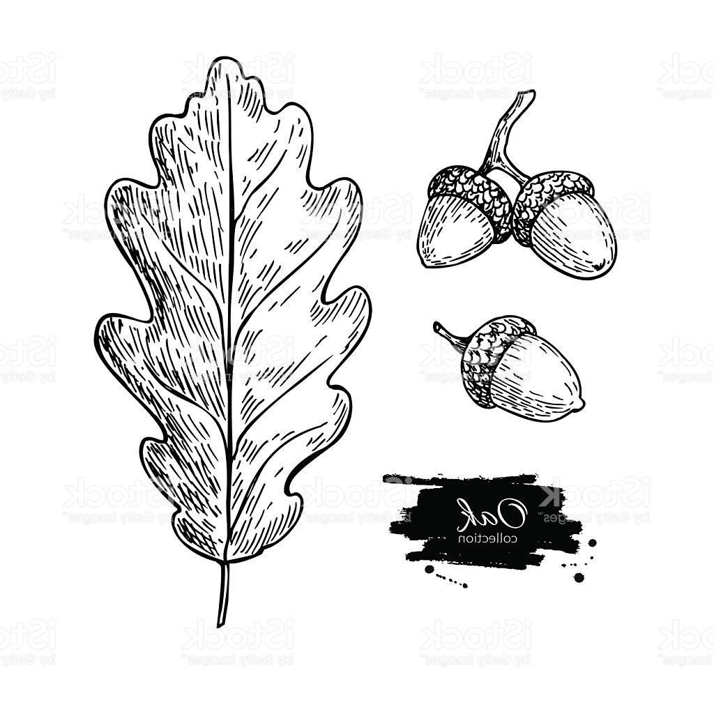 1024x1024 Best Hd Vector Oak Leaf And Acorn Drawing Set Autumn Elements Design