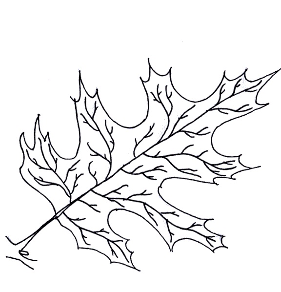 576x598 Printable Leaf Coloring Pages Coloring Me