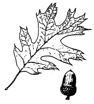 300x331 Oak Tree Drawing