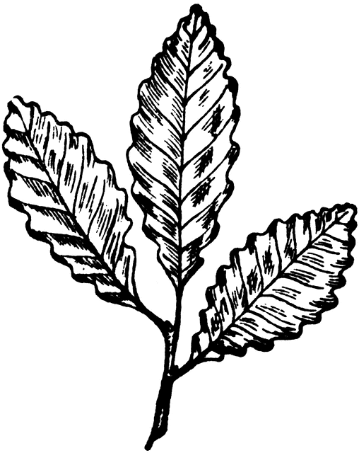 508x640 Chestnut Oak Leaf Clipart Etc