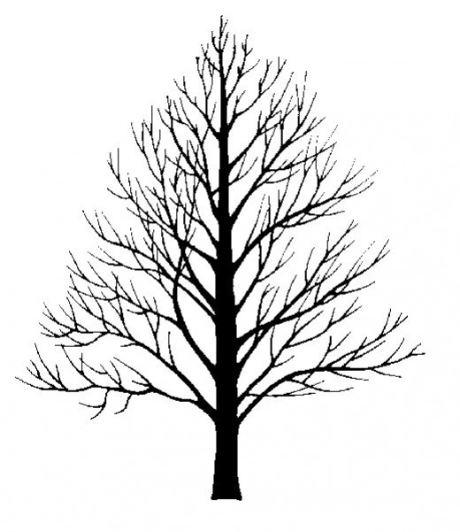 520x601 Drawn Pine Tree Oak Tree