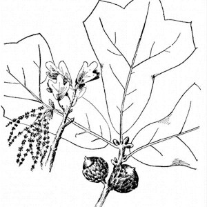 300x300 Picture An Oak Tree Fruit And Leaves Coloring Page Picture