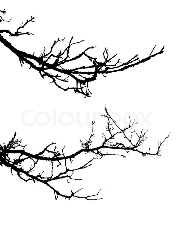 601x800 Vector Silhouette Of The Branch Tree On White Background Stock