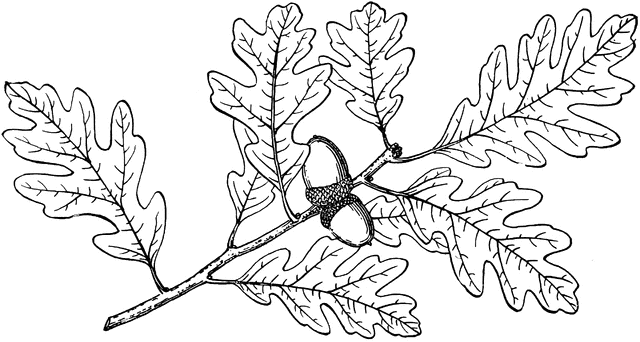 640x342 Branch Of Gambel Oak Clipart Etc