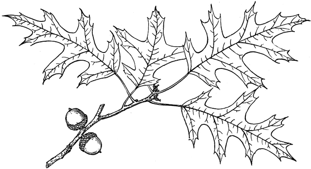 640x348 Branch Of Swamp Spanish Oak Clipart Etc