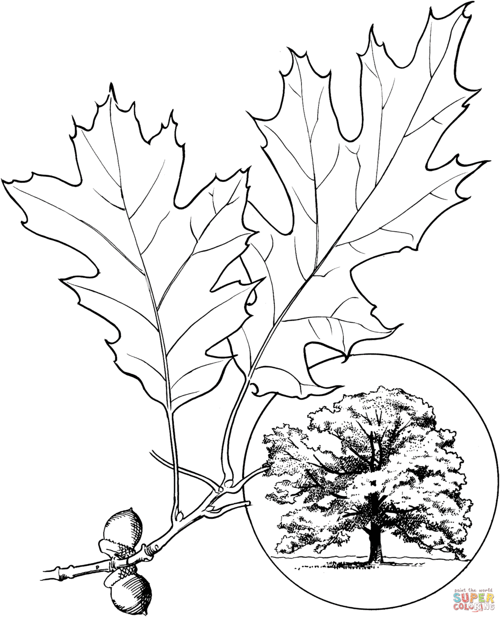 1024x1263 Oak Tree Drawing