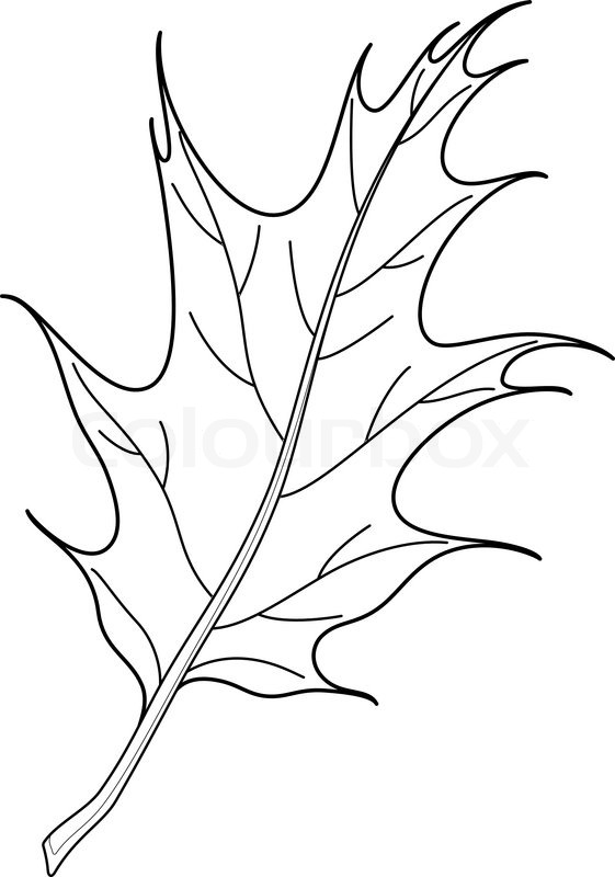 561x800 P Contour Line Leafs 3 5