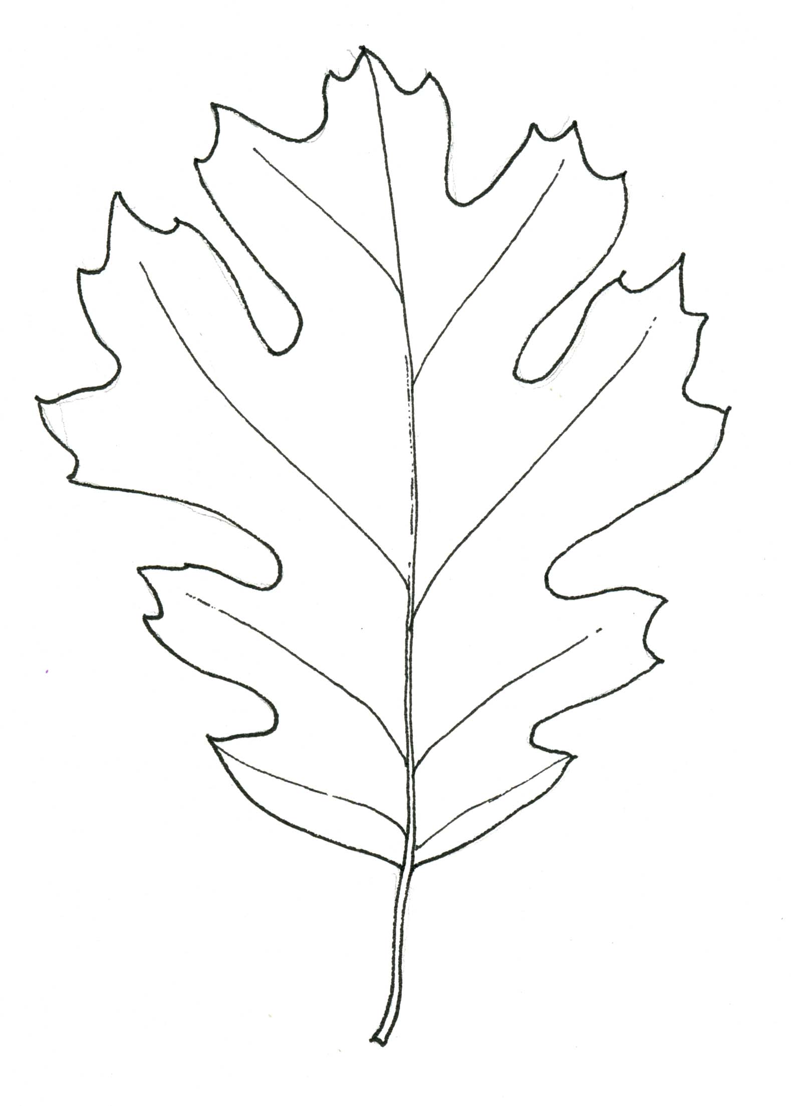 1579x2209 Black Oak Leaf Stippleboard 3