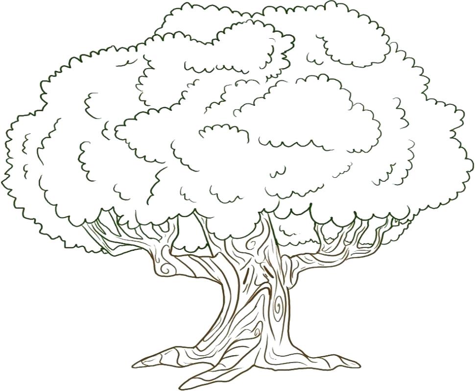 970x798 Coloring Pages Of Trees Awesome Drawing Oak Tree Coloring Page