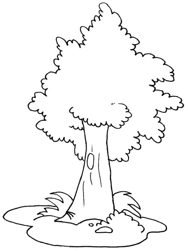 Oak Tree Line Drawing at GetDrawings | Free download