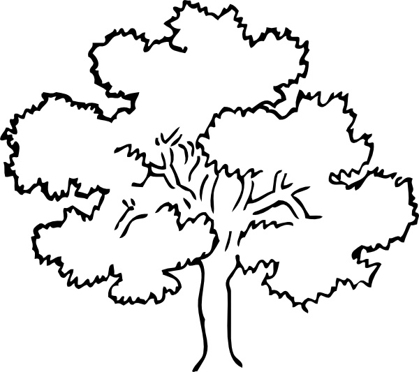 600x533 Coloring Pages Endearing Oak Tree Line Drawing Clip Art 11598