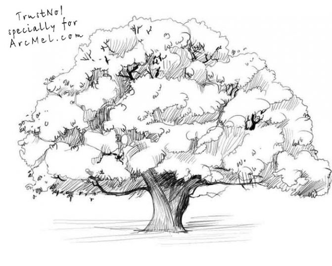 Oak Tree Line Drawing at GetDrawings | Free download