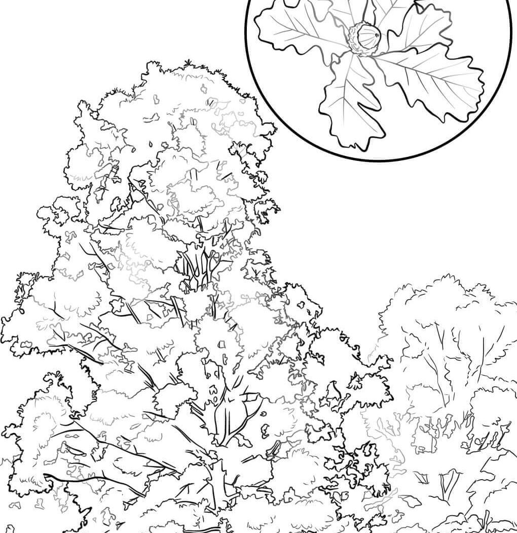 1020x1050 Coloring Pages Oak Tree