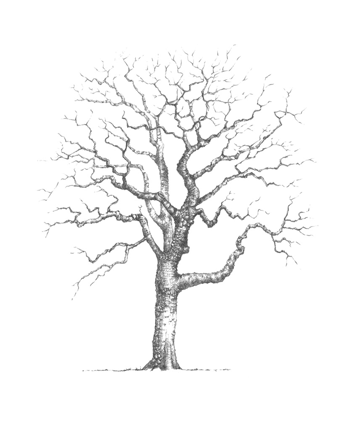 700x864 Mature Oak Tree