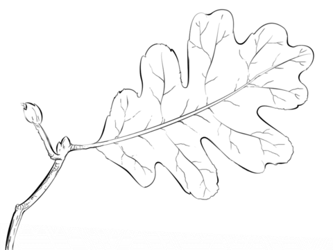 480x361 Oak Tree Leaf Coloring Page Free Printable Coloring Pages