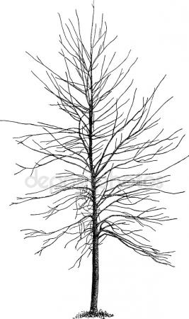 267x450 Oak Tree Stock Vector Chronicler101