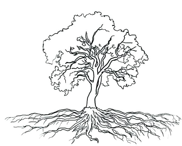 600x480 Oak Tree Coloring Page