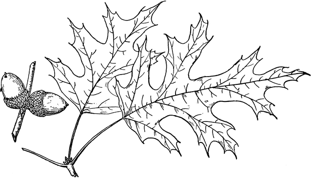 640x365 Branch Of Northern Pin Oak Clipart Etc