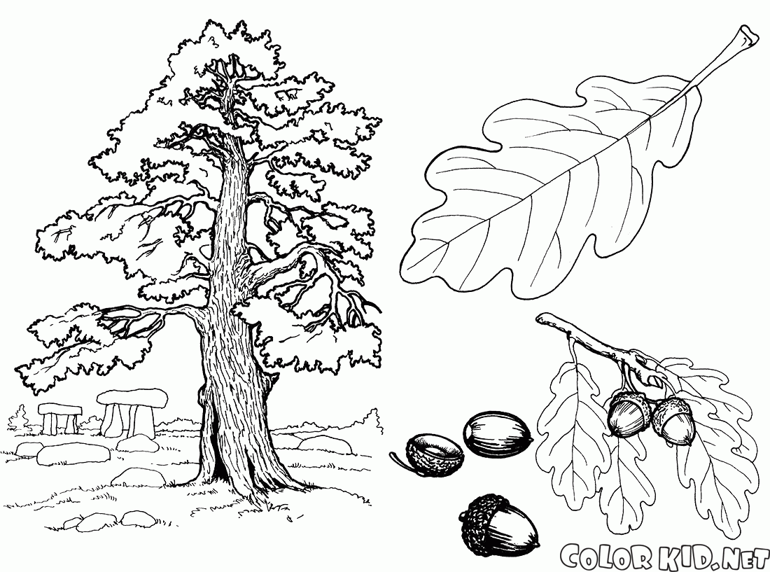 1100x817 Coloring Page