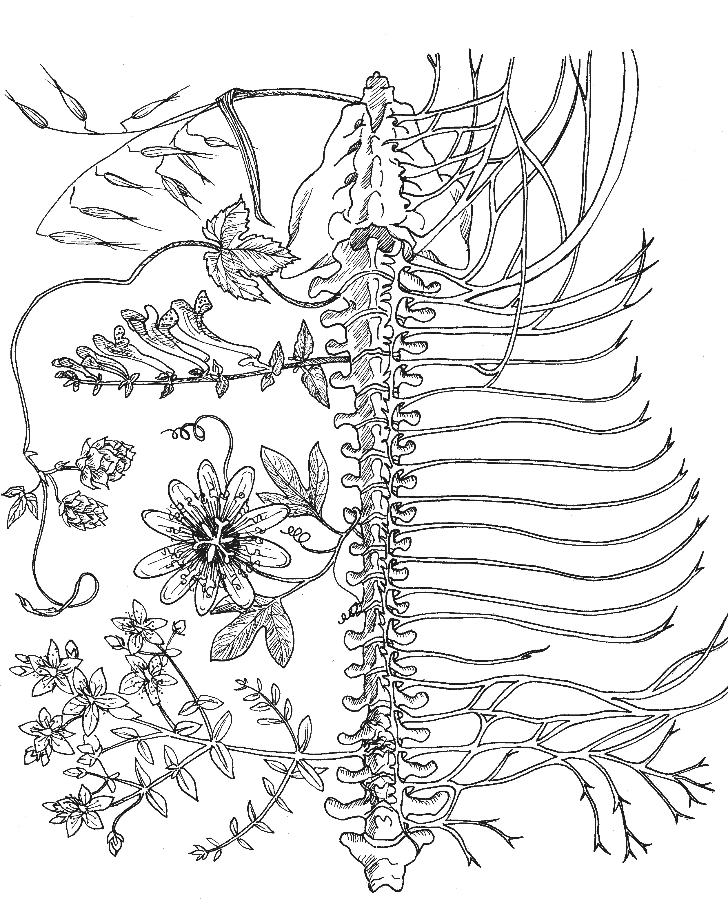 2512x3156 Nervous System Affinities