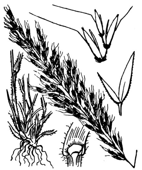 458x550 Golden Oat Grass