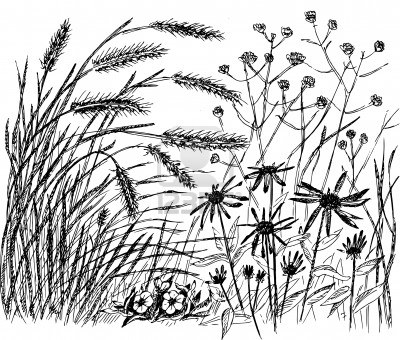 400x340 Meadow Drawings