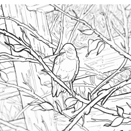 500x500 Tebeckillustrations