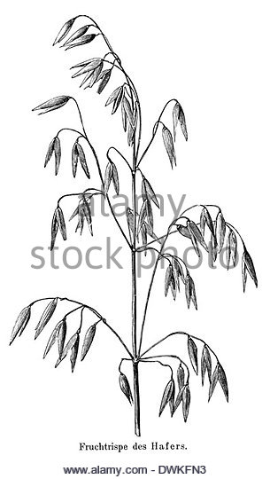 305x540 Drawing Oats Black And White Stock Photos Amp Images