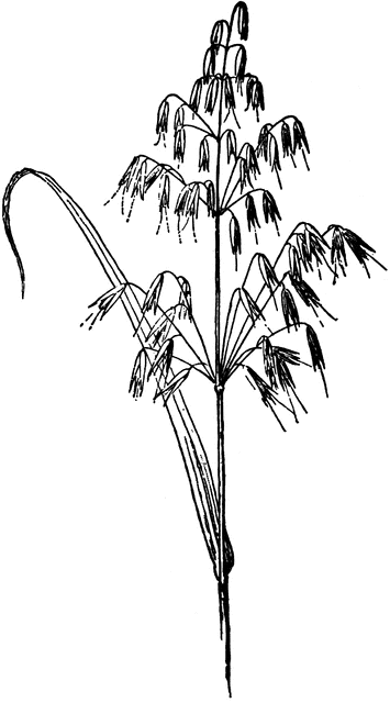 355x640 Oat Panicle Clipart Etc