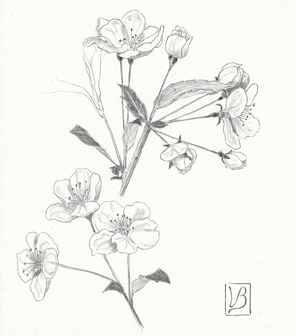 600x682 Plants And Botanical Art Drawings