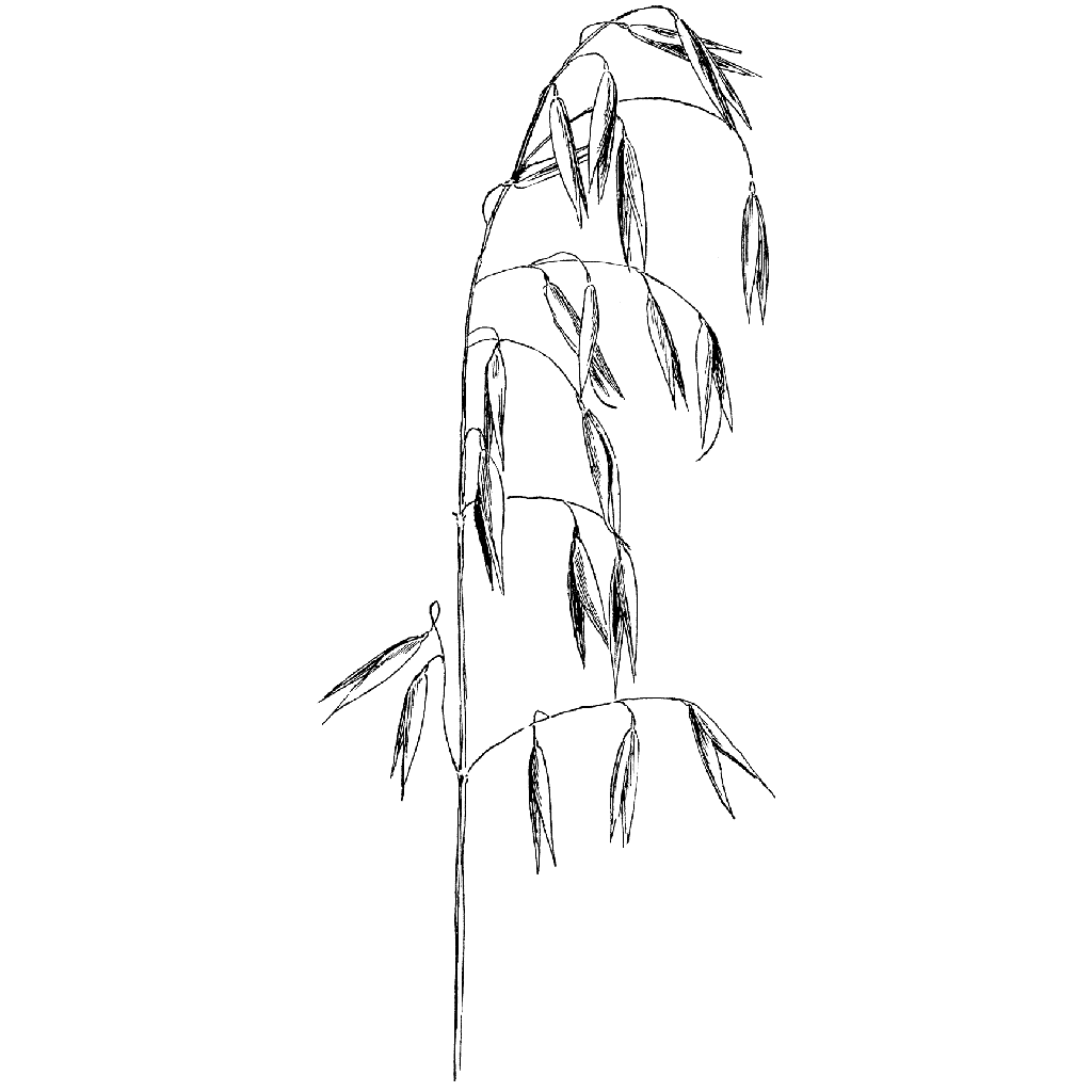 1024x1024 Sparse Wild Oats 1320j