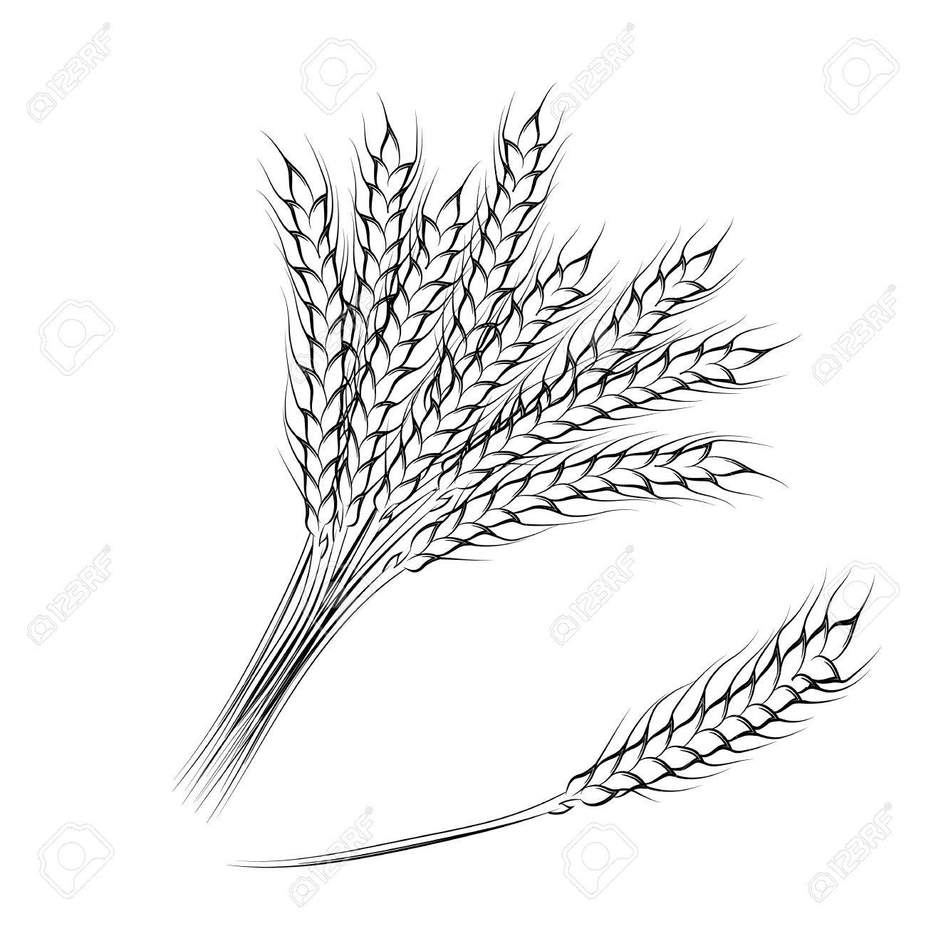 1300x1300 Vector Illustration Of Hand Drawing Wheat Ears Isolated