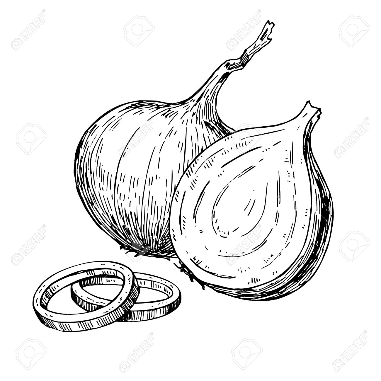 1300x1300 Onion Hand Drawn Vector Illustration. Isolated Vegetable Engraved