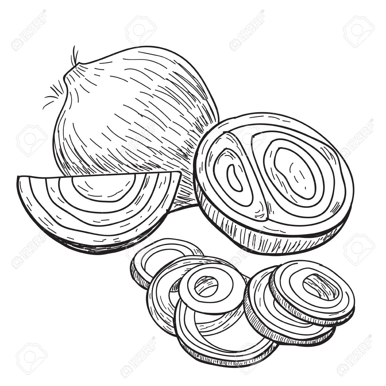 1300x1300 Onion Hand Drawn Vector. Full, Rings And Half Cutout Slice