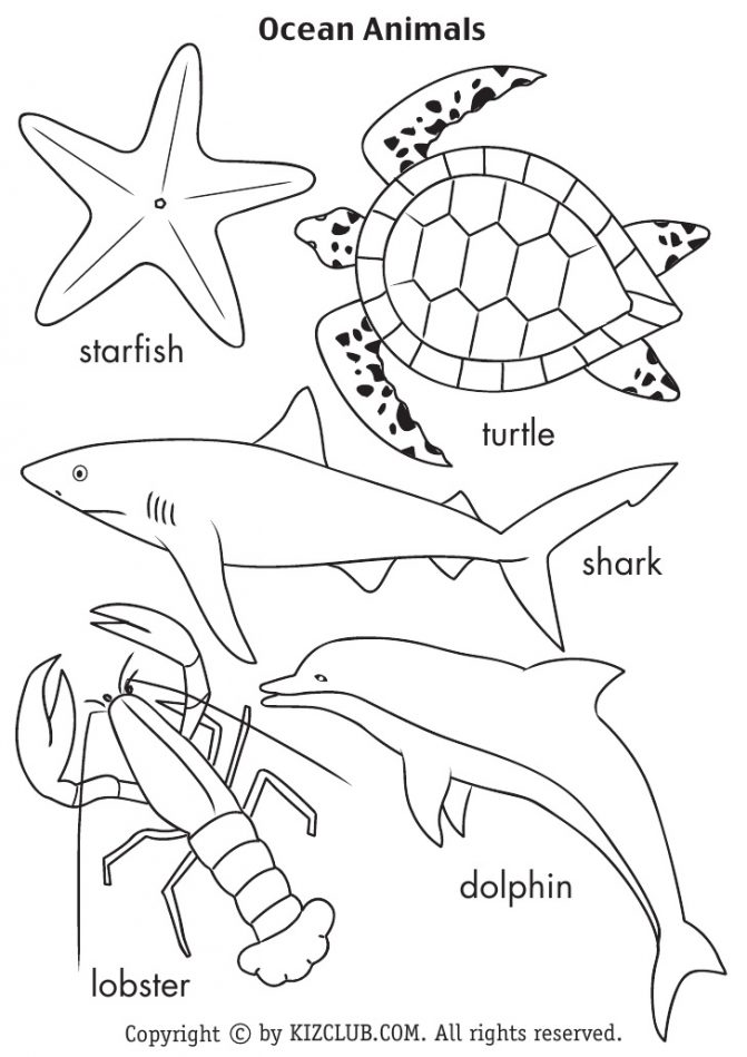 671x949 Coloring Pages Drawing Ocean Animals Directed Drawing Ocean