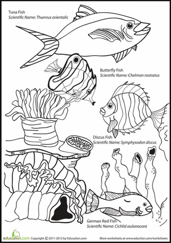 350x496 Ocean Coloring Page Fishy Fun Worksheets