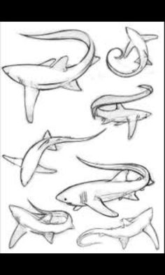 236x393 Cool Shark Drawing Drawing Shark Drawing, Shark