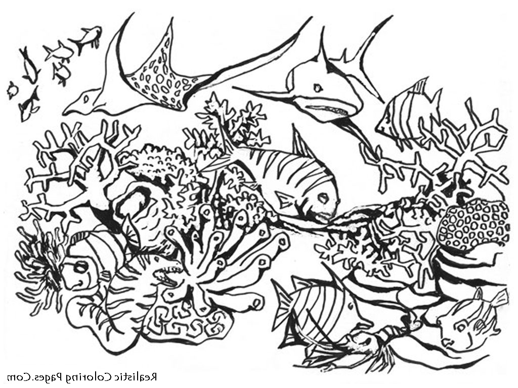 1024x768 Sketch Of An Ocean Animal Ocean Animal Drawings