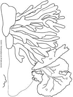 236x314 How To Draw A Coral Reef Step 8 Drawing Coral