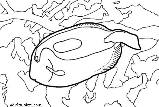 526x354 Marine Fish Need You To Fin Ish Them!