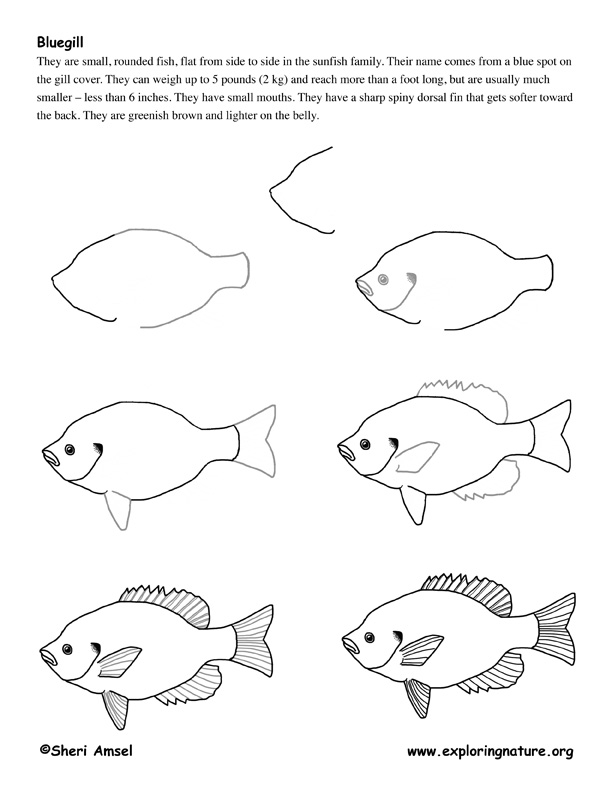 612x792 Bluegill (Fish) Drawing Lesson